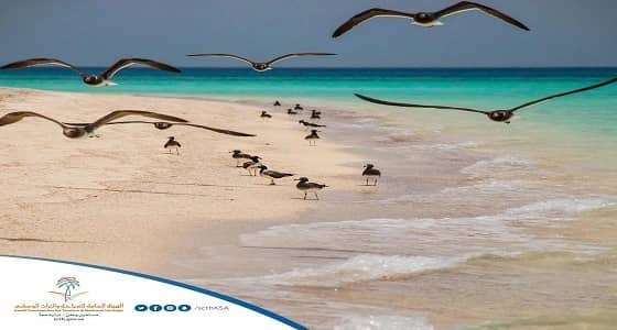 هيئة السياحة: " جزر فرسان " نموذج مميز للحياة الفطرية بالمملكة