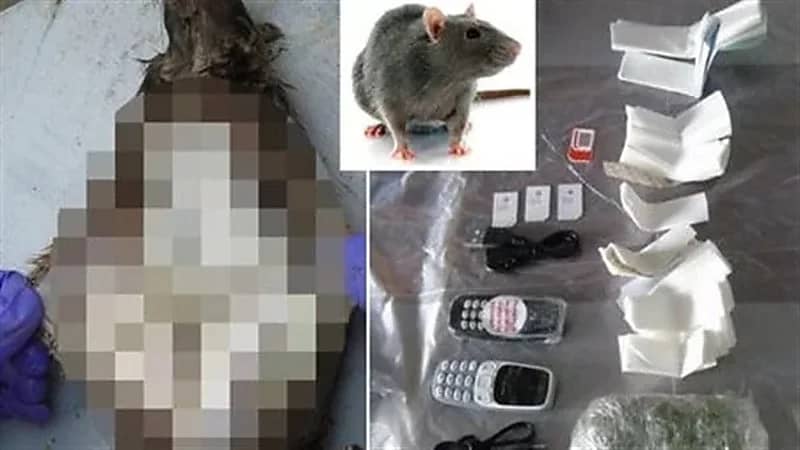 في بطون الفئران.. طرق وحشية لتهريب المخدرات إلى سجون أمريكا وكندا وأيرلندا