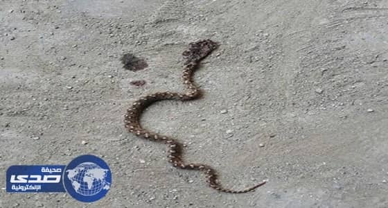 قائدة مدرسة تقضي على ثعبان سام بمحايل عسير