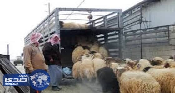 بلدية الجبيل تكشف حقيقة فيديو الأغنام المريضة بمسلخ المحافظة