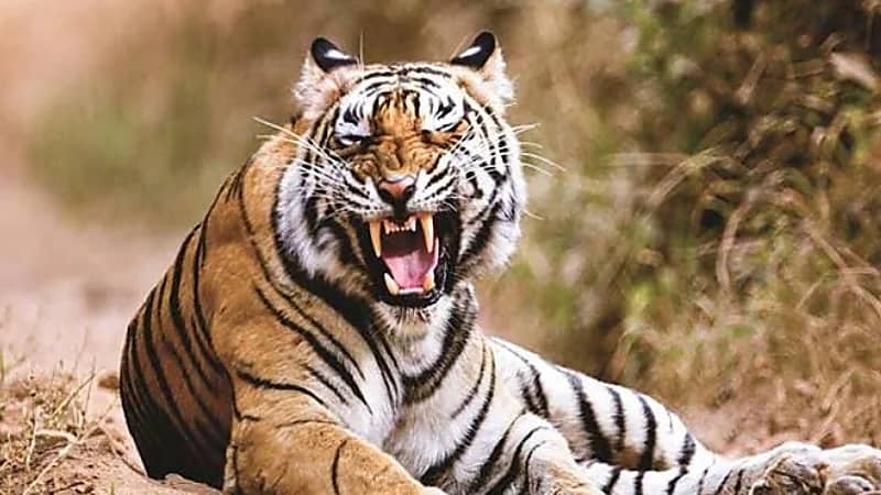 نمر شرس يقضي على حياة طفلة