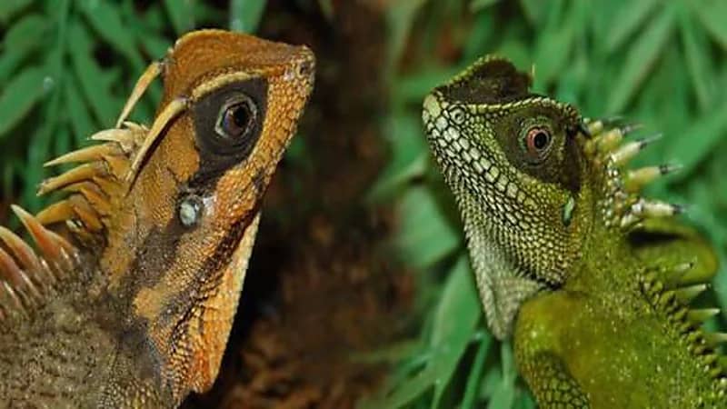 ثمل يسرق سحلية نادرة من حديقة حيوان ليهديها لزوجته