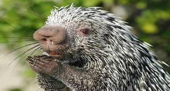 بالفيديو.. حيوان الشيهم يتجول في مول شهير بجدة