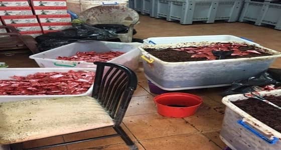 شرطة القطيف تضبط مصنعا لإعداد المعسل المغشوش