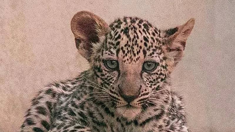 بالفيديو.. الهيئة الملكية لمحافظة العلا تُعلن ولادة "أنثيين" من النمر العربي