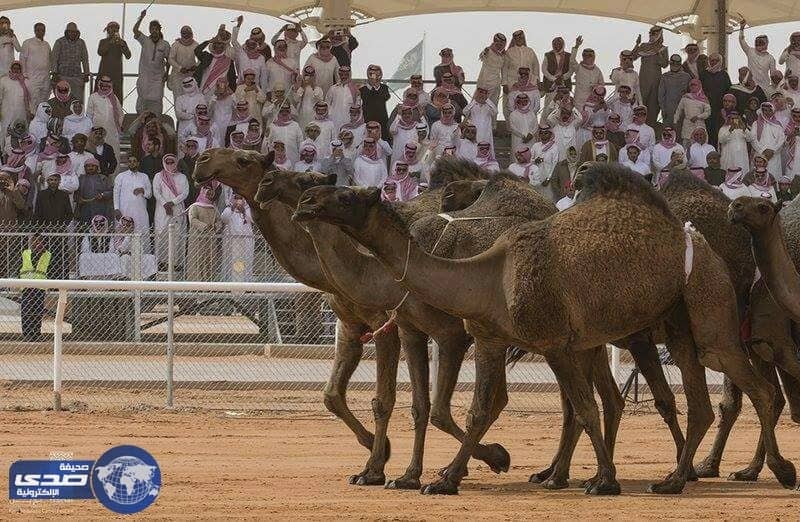 المتحدث الرسمي للمهرجان : لجنة تحكيم جائزة الملك عبدالعزيز لمزايين الإبل تحكم لفئة الـ100 صفر