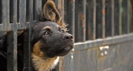 رجل يقتل جاره بسبب كلب