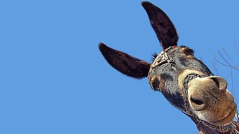 صور..خبيرة تغذية: فوائد مذهلة لصابون حليب الحمير