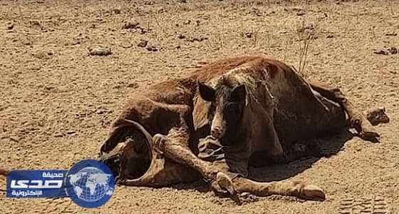 بالفيديو.. العثور على خنزير داخل جسد بقرة نافقة