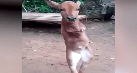 بالفيديو.. عجل صغير يسير على قدميه مثل الانسان وتصرف صادم لمالكه