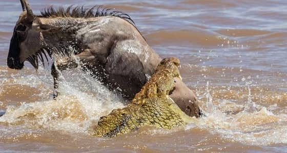 بالصور.. هجوم عنيف لتمساح على حيوانات برية لتوفير طعامه
