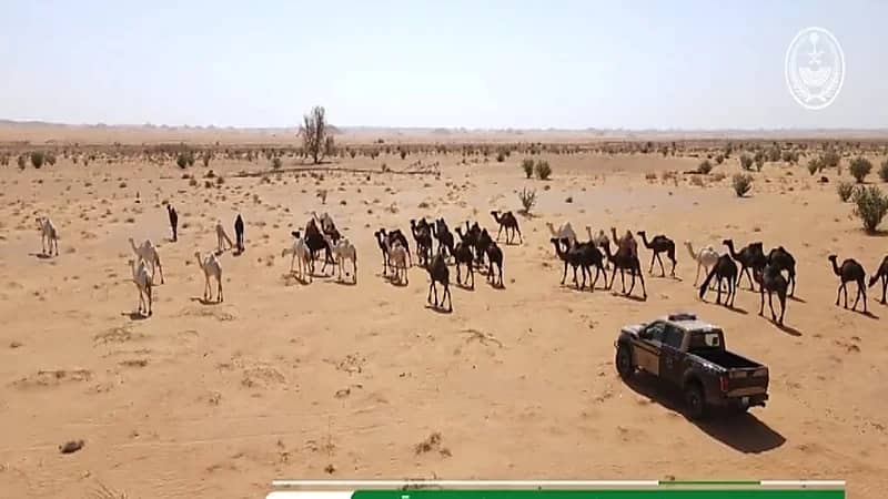 بالفيديو.. ضبط 51 مخالفًا لنظام البيئة في عدد من المناطق