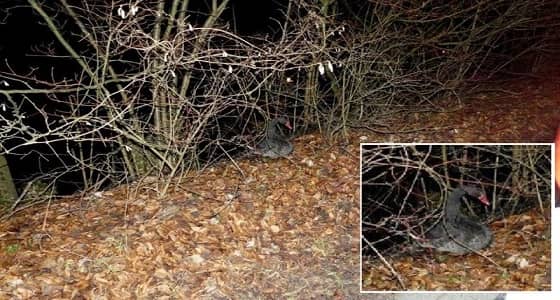 " حيلة سرية " أقنعت بجعة بمغادرة طريق السيارات في ألمانيا