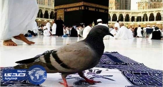 ⁠⁠⁠⁠⁠الحمام المكي يطوف كما الحجاج