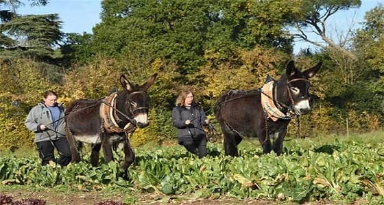 افتتاح أول مدرسة وطنية للحمير بفرنسا