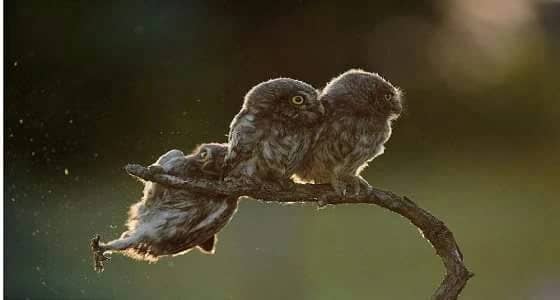 " بومة تدفع عن حقها " تفوز بمسابقة الحياة البرية الكوميدية