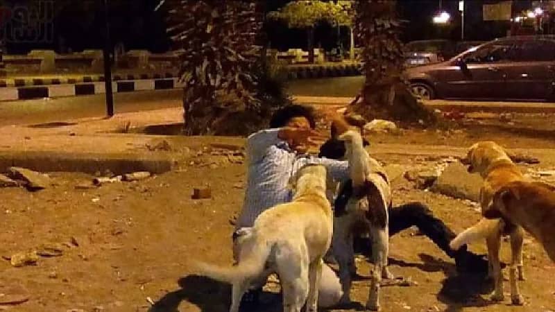 كلاب ضالة تنقض على طفل وتفترسه