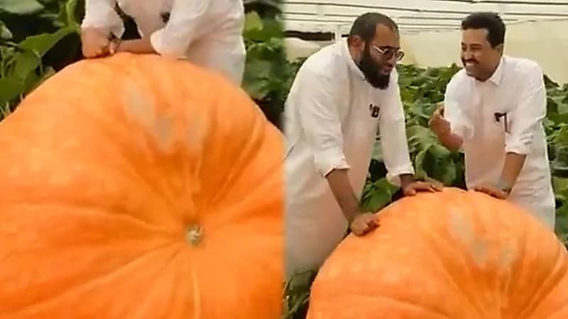 مزارع من القصيم تنتج مزرعته أكبر حبة قرع من بذرة واحدة قيمتها 1800 ريال.. فيديو