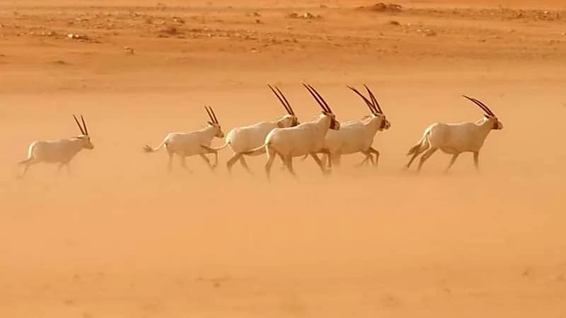 تسجيل محمية عروق بني معارض في قائمة التراث العالمي لمنظمة اليونسكو