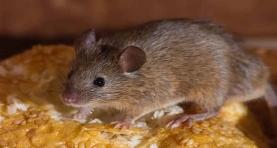 الفئران تغزو باريس و مكيفات الهواء السبب