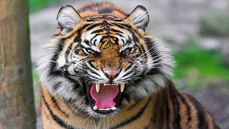 تصرف أحمق يدفع نمر لالتهام إصبع طفل رضيع
