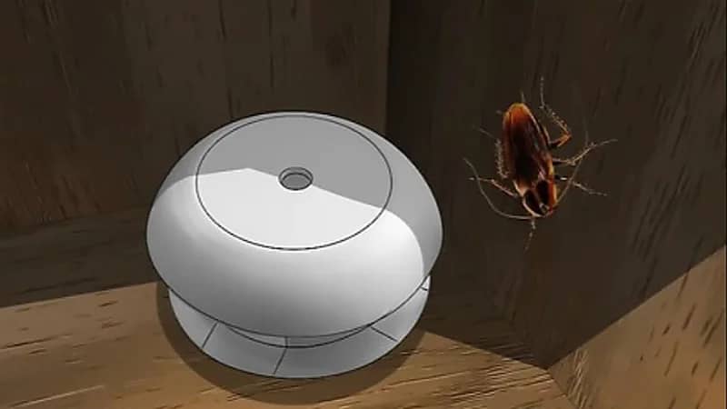 شركة أمريكية تعرض 2000 دولار مقابل تربية الصراصير في المنزل