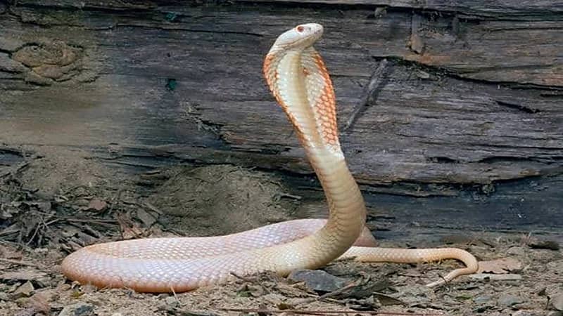 كيفية تجنب لدغات الأفاعي