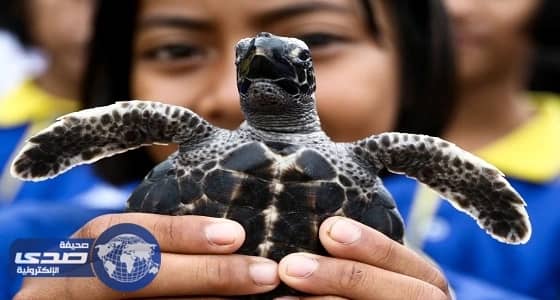 بالصور.. إطلاق 1066 سلحفاة إلى البحر فى تايلاند احتفالًا بعيد ميلاد الملك