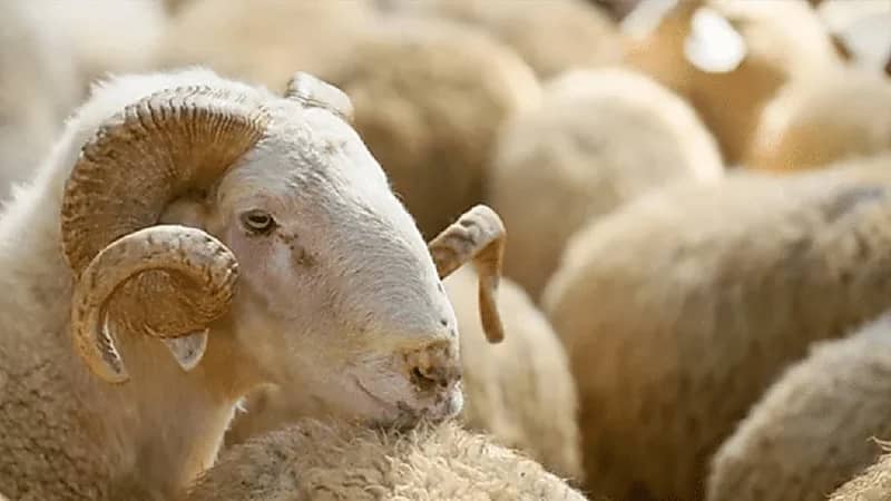 شروط يجب توافرها عند شراء الأضحية