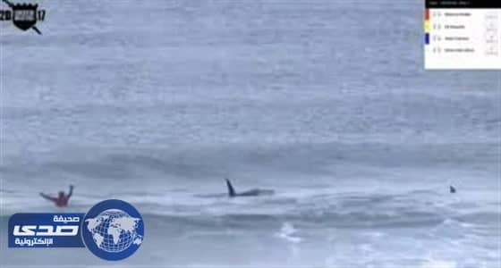 بالفيديو.. حوتان قاتلان يقطعان مسابقة ركوب أمواج