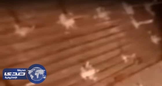 بالفيديو.. انهيار سقف منزل بسبب غش التجار في البناء