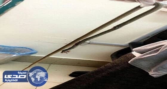 ثعبان داخل مدرسه ابتدائية للبنات بخميس مشيط