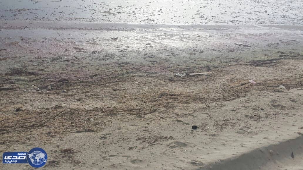 بالصور.. جرس إنذار .. الإهمال يقضي على شاطىء بحر العقير