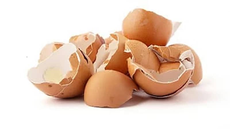 علاج جديد لعظام الإنسان بقشر البيض
