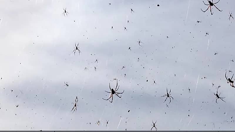 مشهد مرعب لعناكب تتساقط من سماء البرازيل .. فيديو