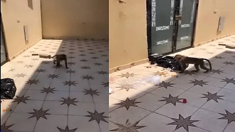 بالفيديو.. قرد يهاجم منزل مواطن ومركز تموينات في عزيزية الخبر