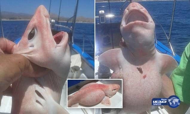 رجل دين مغربي يدعو للمساواة بين الرجل والمرأة في الإرث