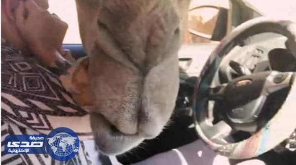 بالفيديو.. جمل ونعامة يسرقان الطعام من سائحين برحلة سفاري