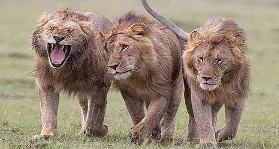 3 اسود ينقضون على طبيبان ويقتلهما داخل محمية طبيعية