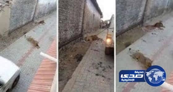 بالفيديو.. لبؤة تثير الفوضى في قرية هندية وتلتهم بقرة