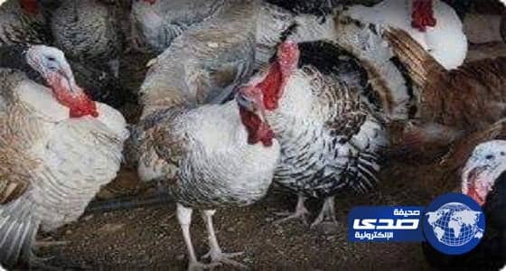 اعدام 10 آلاف "ديك رومي" في ألمانيا