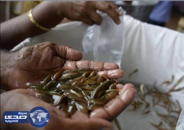 آلآف الهنود يتجمعون في طوابير لأبتلاع سمكة حية لعلاجهم من الربو