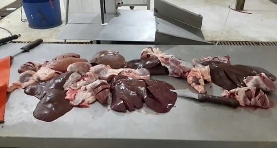 يعمل دون طبيب بيطري.. ضبط مسلخ غير مرخص بالمدينة