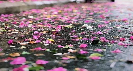 بالصور.. ورود برائحة المطر تكسو شوارع الطائف