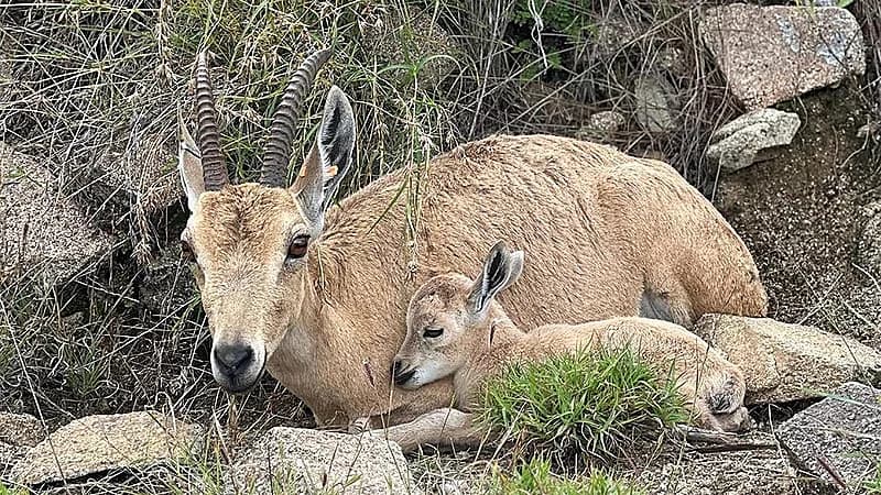 ولادات جديدة للوعول الجبلية في متنزه الشكران بالباحة