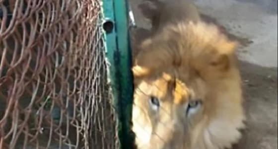 بالصور.. أسد يفترس حارسه بعدما نسي غلق القفص