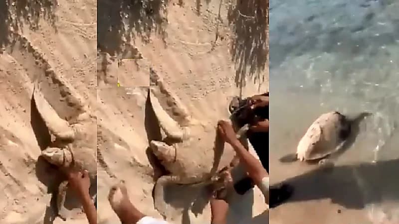 شاهد.. شباب ينقذون سلحفاة معمرة من الموت في شاطئ الرايس