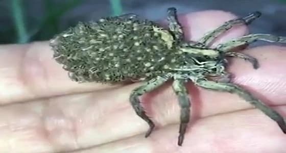 بالفيديو.. أنثى عنكبوت تحمل مئات الصغار على ظهرها