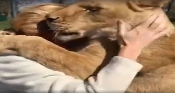 بالفيديو.. أسدان يستقبلان مربيتهما بالأحضان والقبل