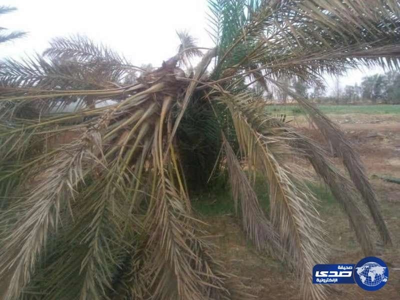 مزارعو تيماء يطالبون الزراعة بتشكيل لجنة لإيجاد حلول لـ«سوسة النخيل»